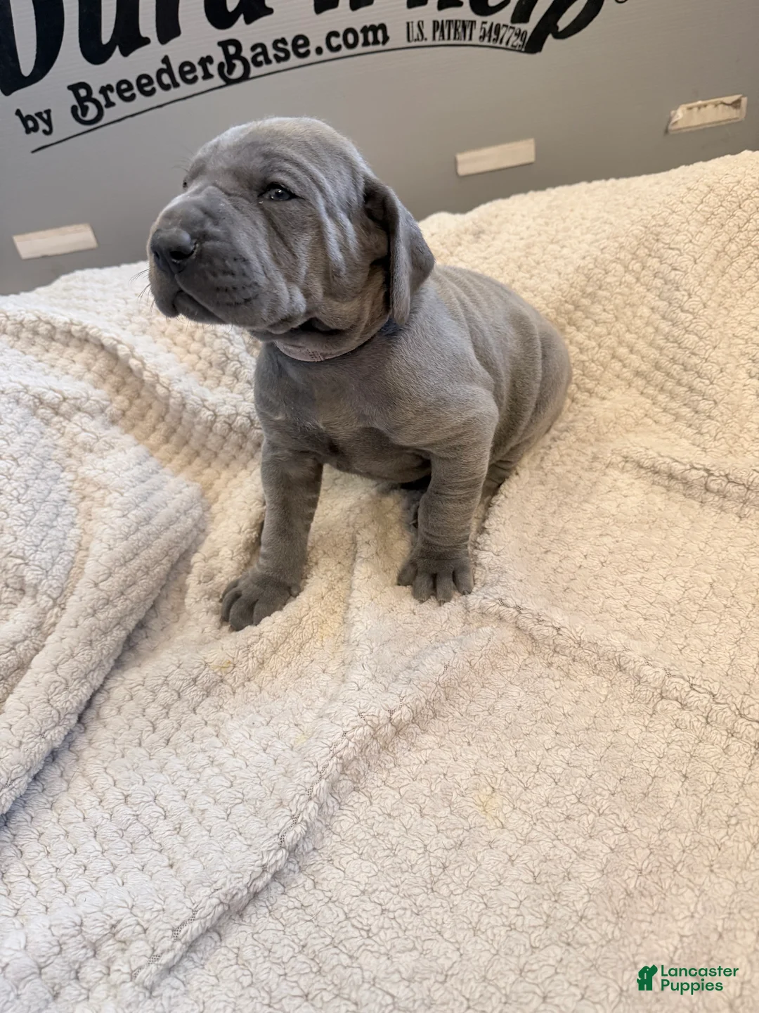 Great Dane dogs for sale: Pink Great Dane Girl 1 - Ad 2