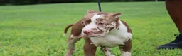 American Bully dogs for sale: Venus - Ad 40