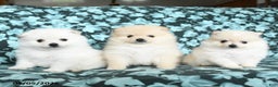 Pomeranian dogs for sale: Teddy - Ad 5