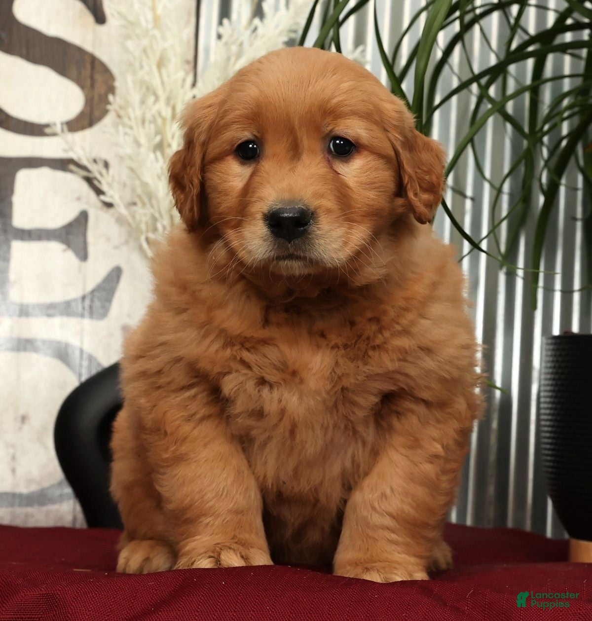 Golden Retriever dogs Amber - Ad 1