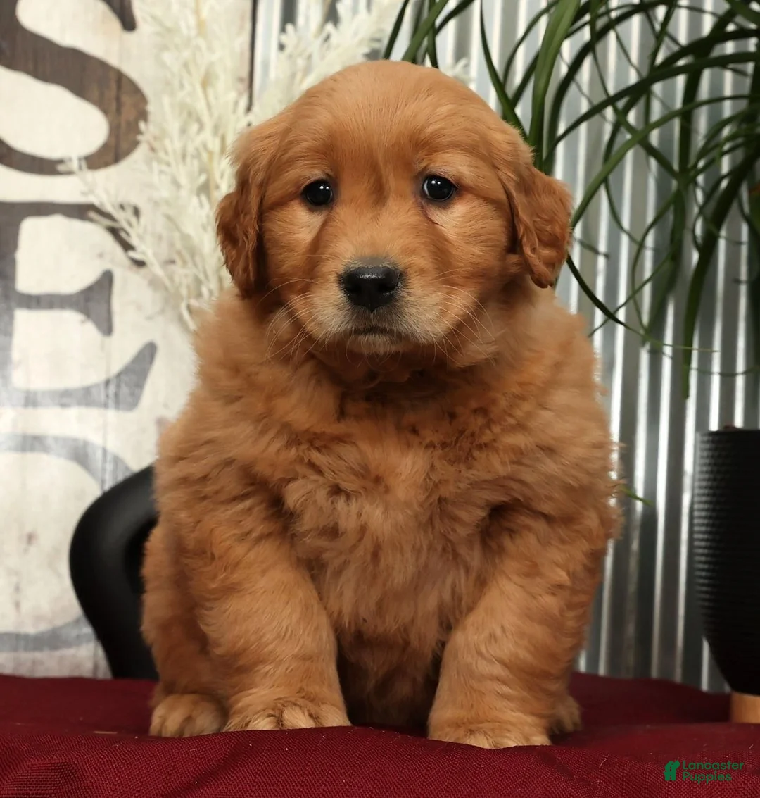 Golden Retriever dogs for sale: Amber - Ad 1
