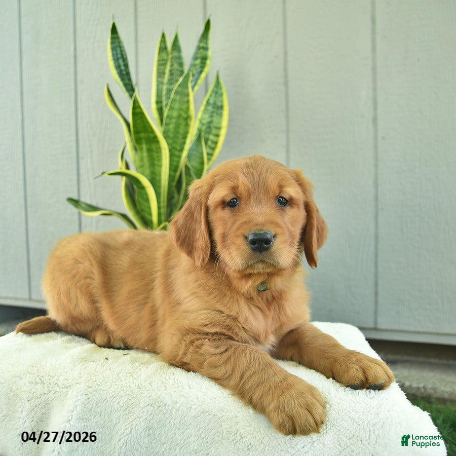 Golden Retriever dogs Butterscotch - Ad 2