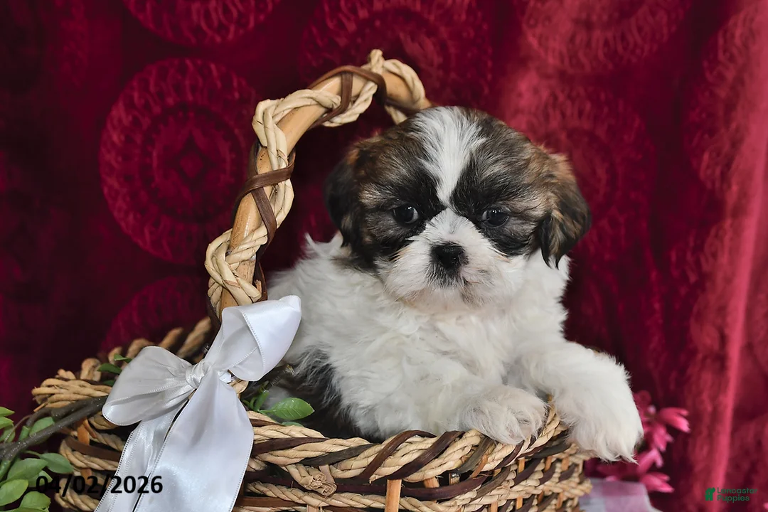 Shih Tzu dogs for sale: Lola - Ad 5