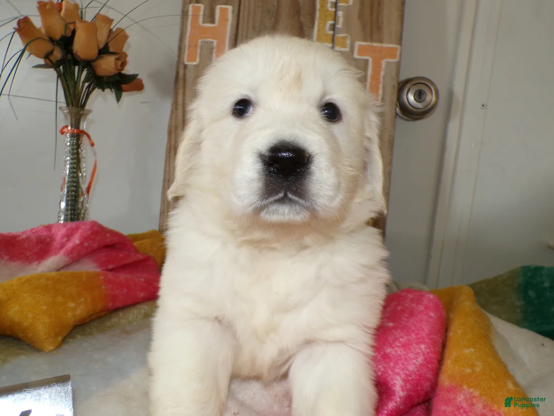 Golden Retriever dogs for sale: Golden Retriever Puppy 4 Kyrista - Ad 5