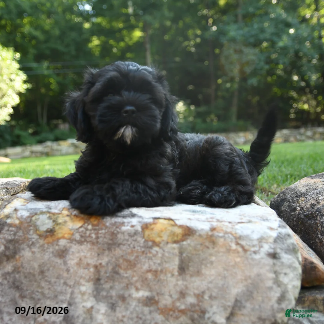 Shihpoo dogs for sale: Asher - Ad 5
