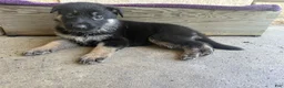 German Shepherd dogs for sale: May - Ad 8