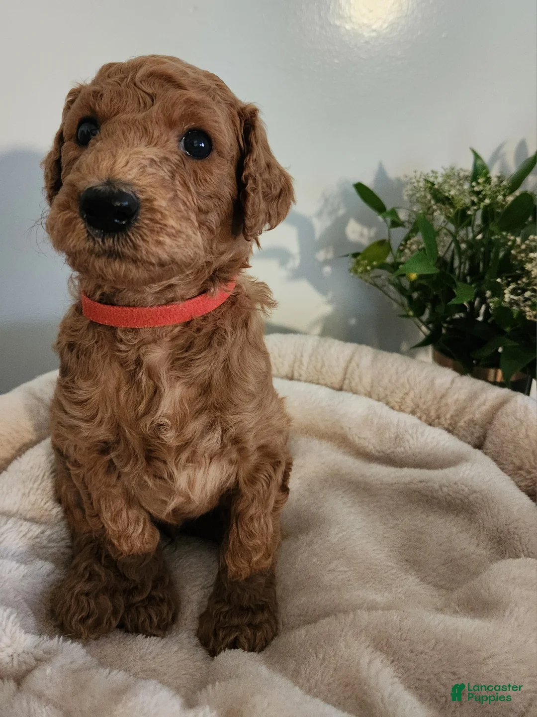 Standard Poodle dogs for sale: Kio - Ad 1