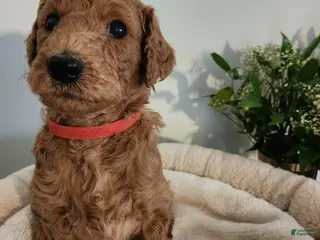 Standard Poodle dogs Kio - Ad 41