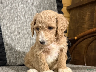 Miniature Poodle dogs Ricker - Ad 36