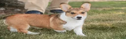 Welsh Corgi Pembroke dogs for sale: Olivia - Ad 6