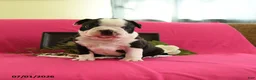 Boston Terrier dogs for sale: Vader - Ad 5
