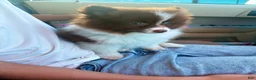 Pomeranian dogs for sale: Cocoa - Ad 3