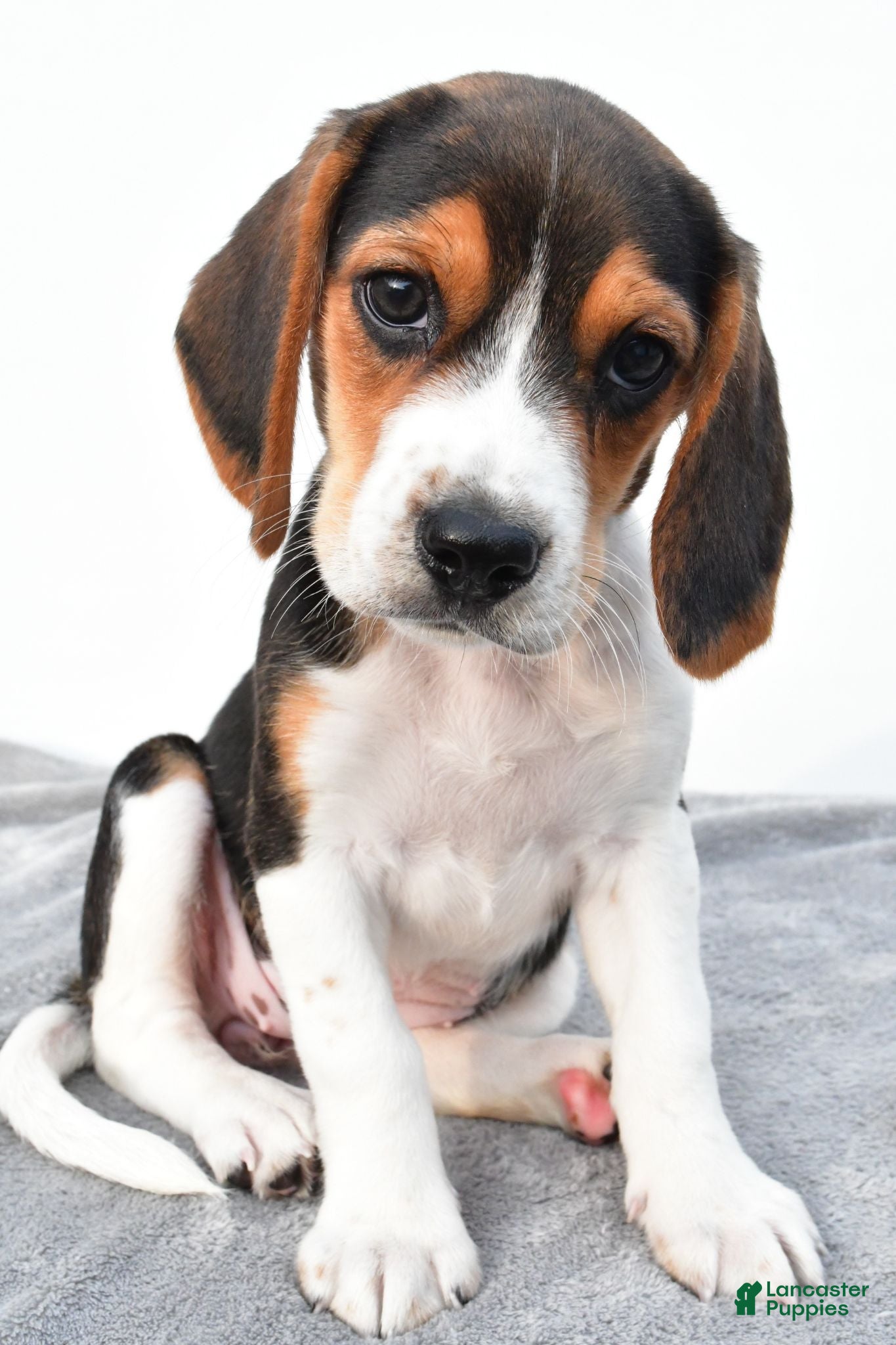 Beagle dogs Arlene - Ad 1