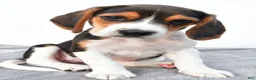 Beagle dogs for sale: Arlene - Ad 1