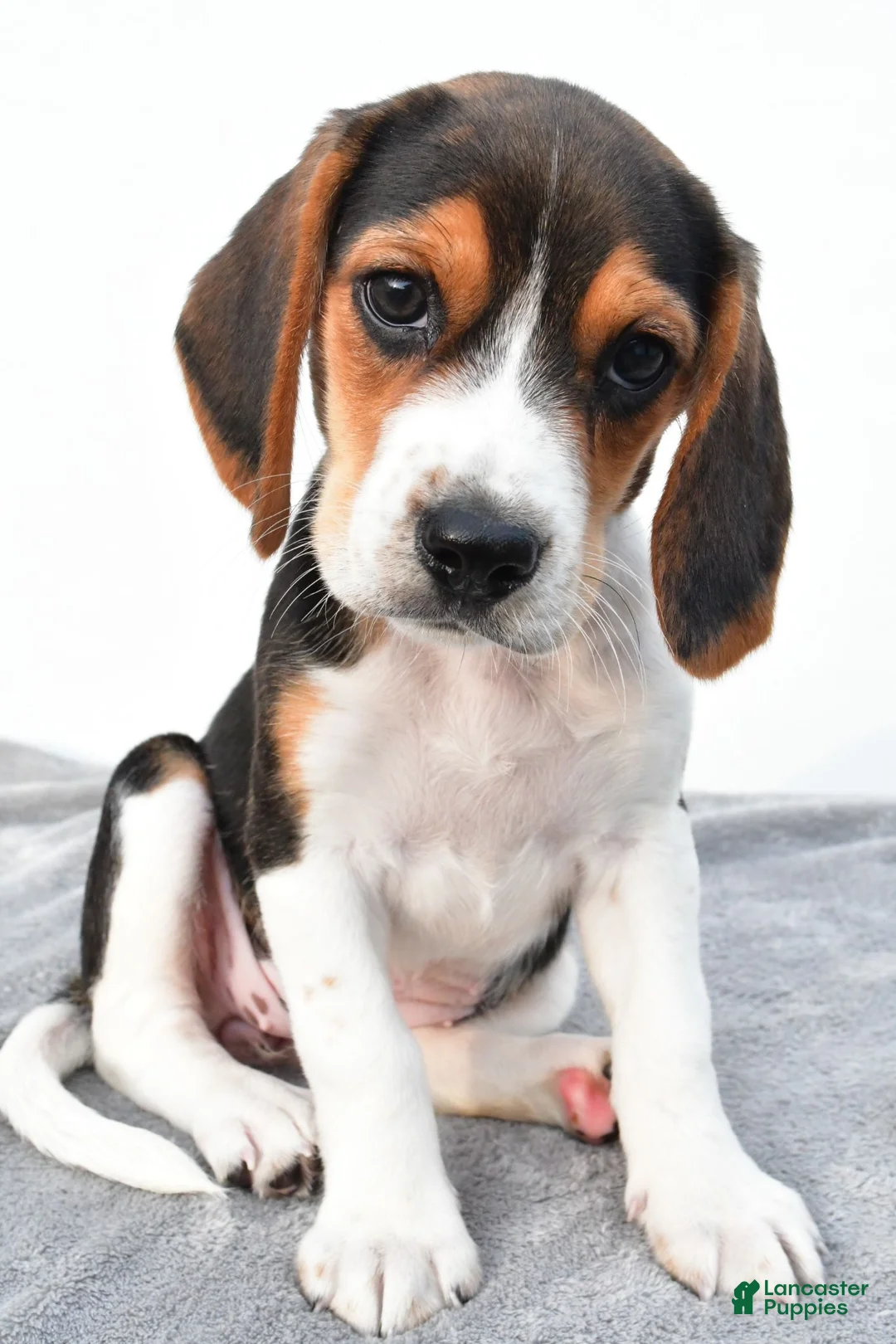 Beagle dogs for sale: Arlene - Ad 1