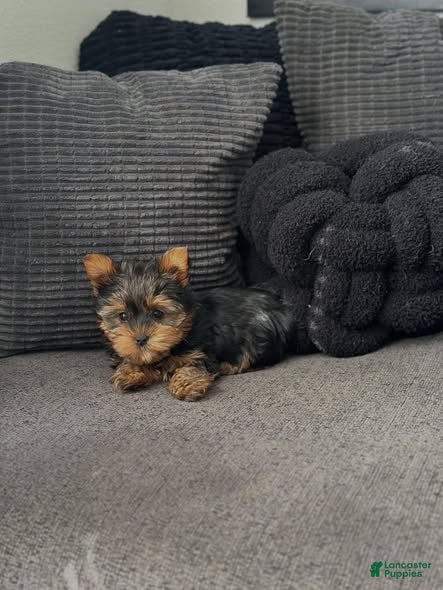 Yorkiepoo dogs Yorkiepoo Puppy 1 - Ad 1