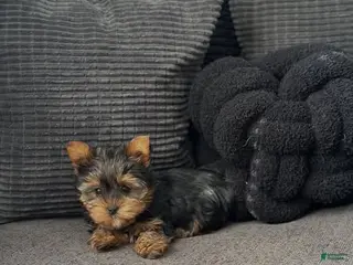 Yorkiepoo dogs Yorkiepoo Puppy 1 - Ad 1