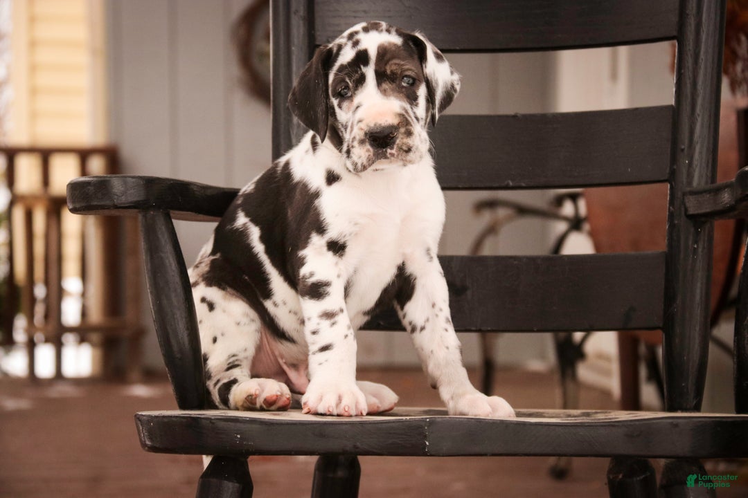 Great Dane dogs for sale: Gordon - Ad 13