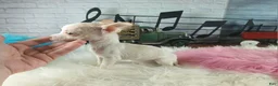 Chihuahua dogs for sale: Micro Teacup white female. Hand Delivery  - Ad 6