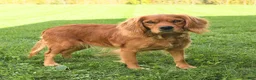 Miniature Golden Retriever dogs for sale: Squash - Ad 6