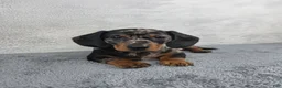 Miniature Dachshund dogs for sale: Millie - Ad 7