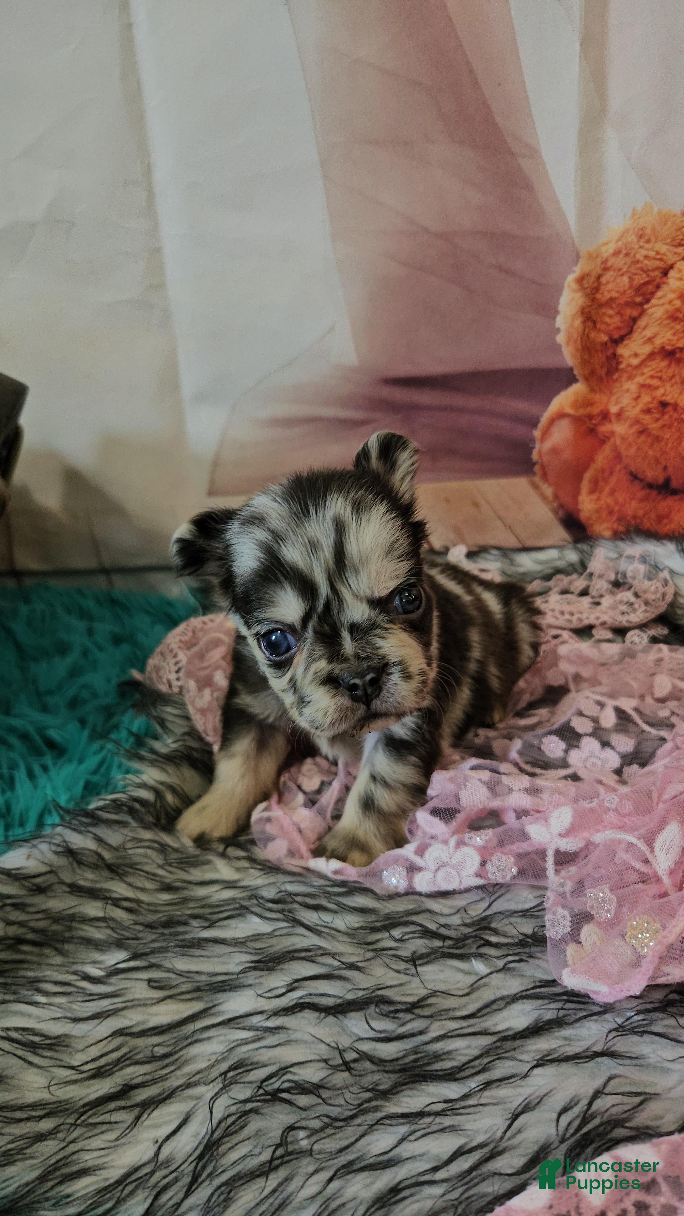 French Bulldog dogs French Bulldog Puppy 8 - Ad 1