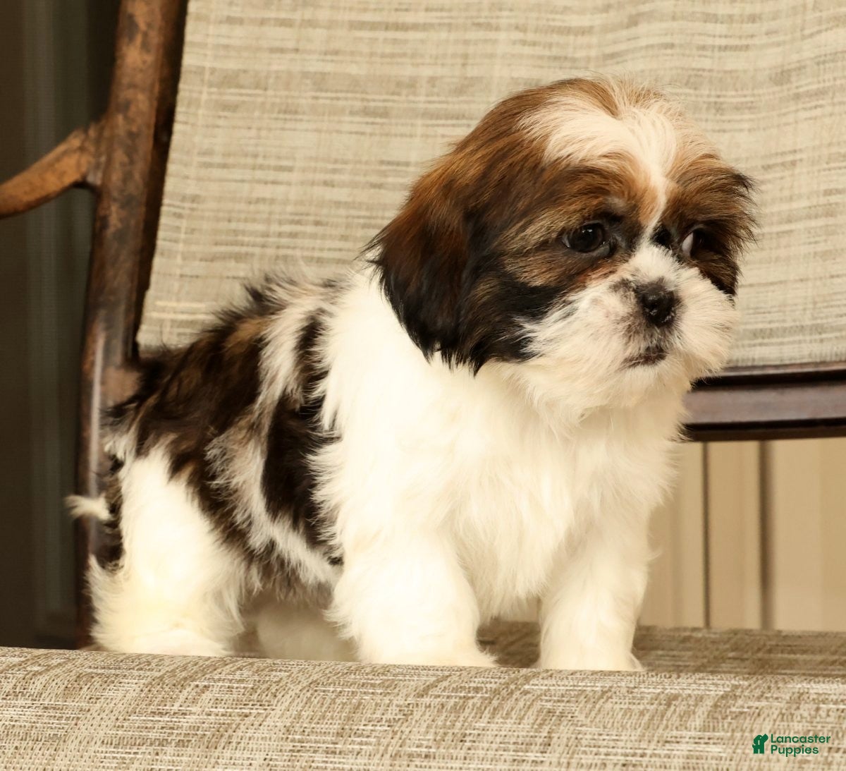 Malshi dogs for sale: Macey - Ad 7
