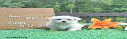 Maltese dogs for sale: Bella   - Ad 4