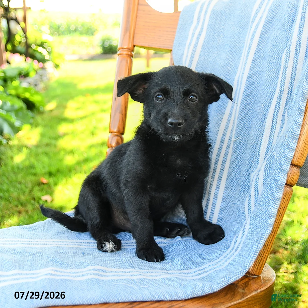 Mixed Breed dogs for sale: Richie - Ad 2