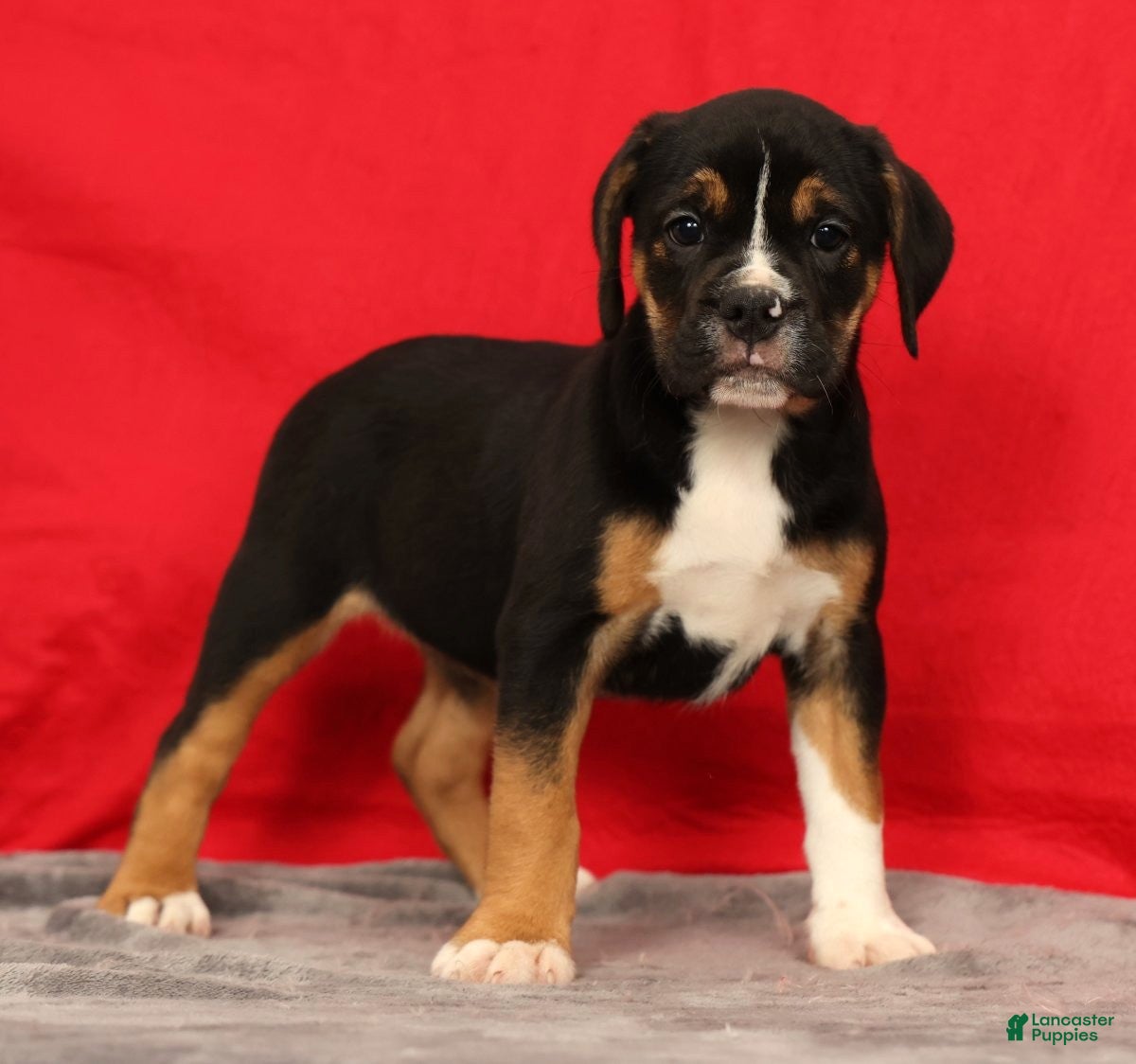 Beabull dogs Cassie - Ad 1
