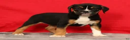 Beabull dogs for sale: Cassie - Ad 1