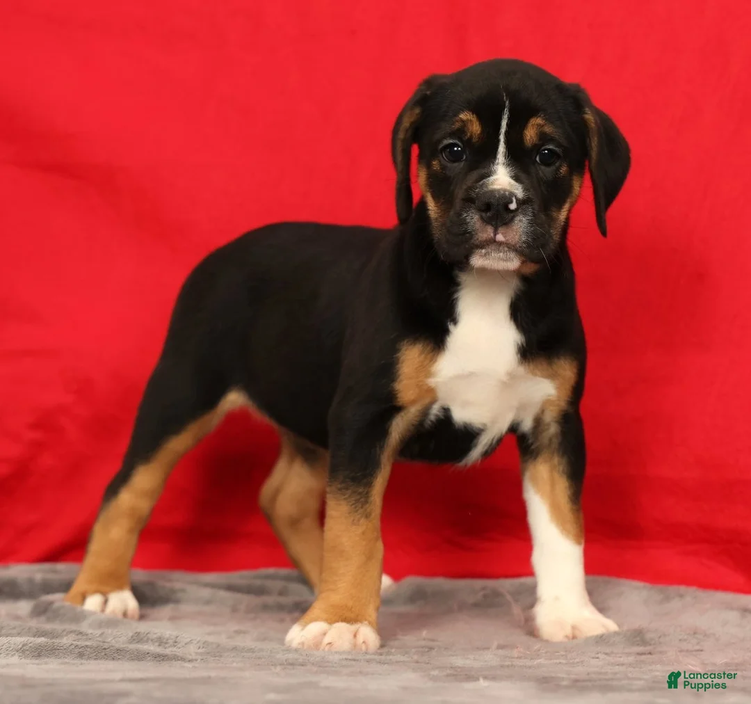 Beabull dogs for sale: Cassie - Ad 1