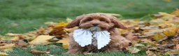 Cavapoo dogs for sale: Selia - Ad 5
