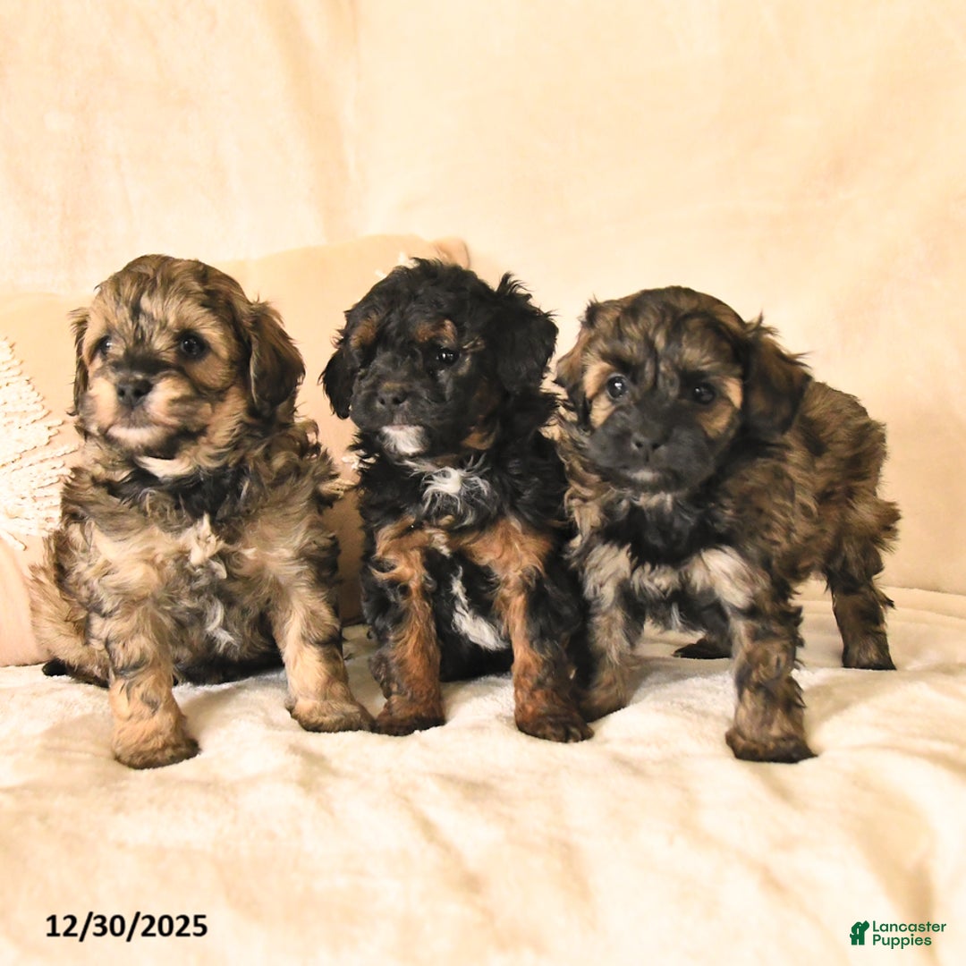 Havapoo dogs for sale: Elvis - Ad 3