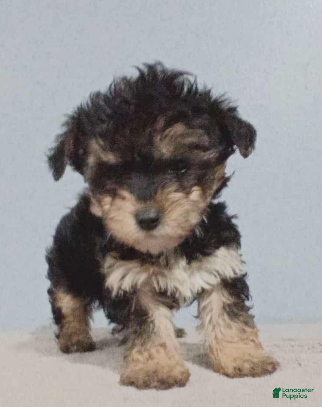 Yorkiepoo dogs for sale: Luke - Ad 1