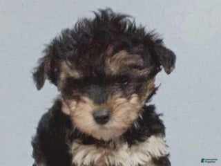 Yorkiepoo dogs Luke - Ad 31