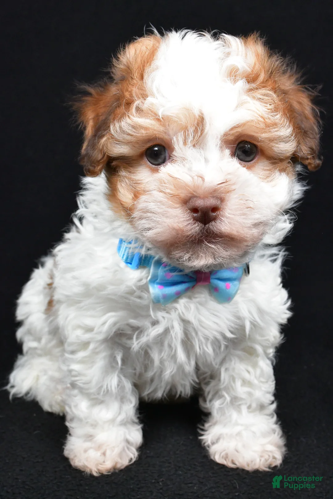 Havanese dogs for sale: Lance - Ad 6