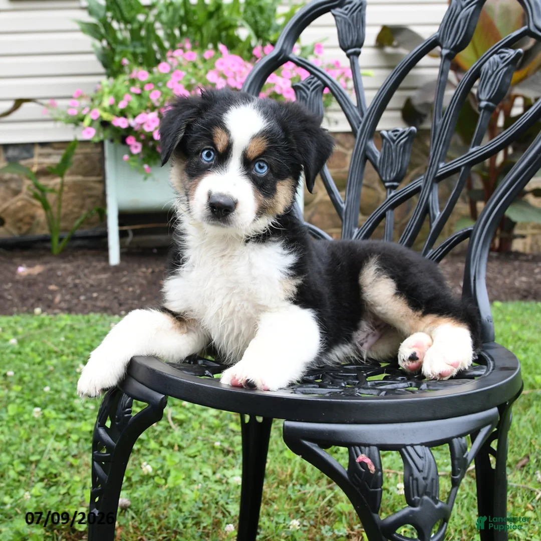 Miniature Australian Shepherd dogs for sale: Hudson - Ad 1