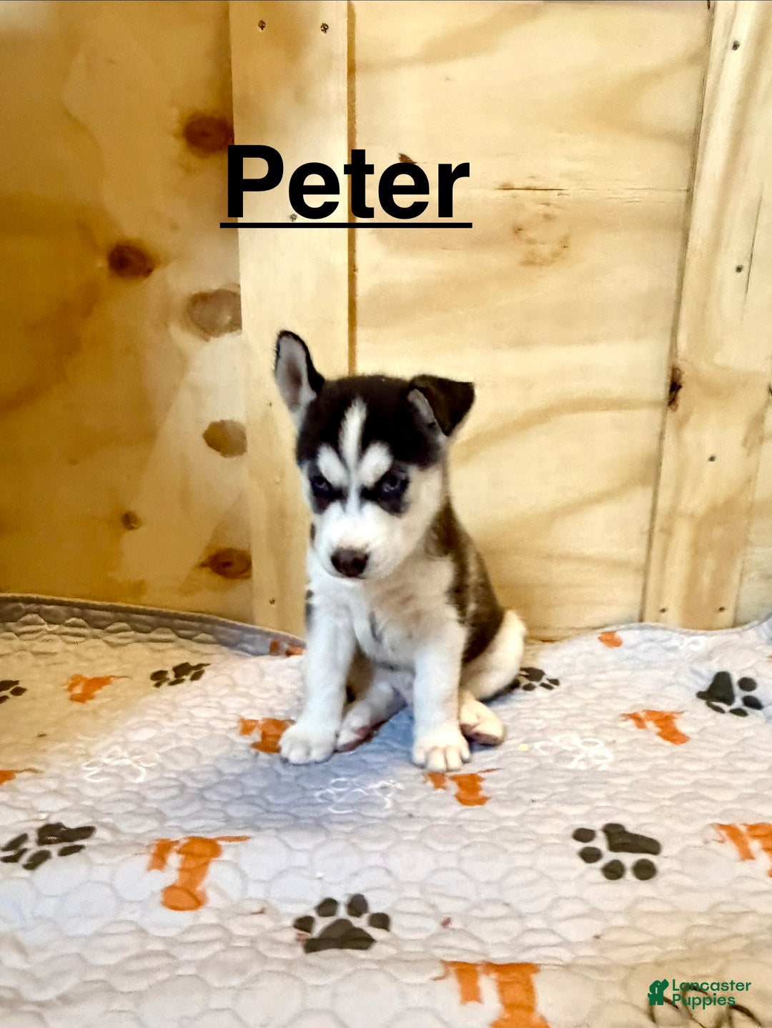 Siberian Husky dogs for sale: Siberian Husky Puppy 2 - Ad 1