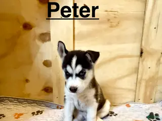 Siberian Husky dogs Siberian Husky Puppy 2 - Ad 7