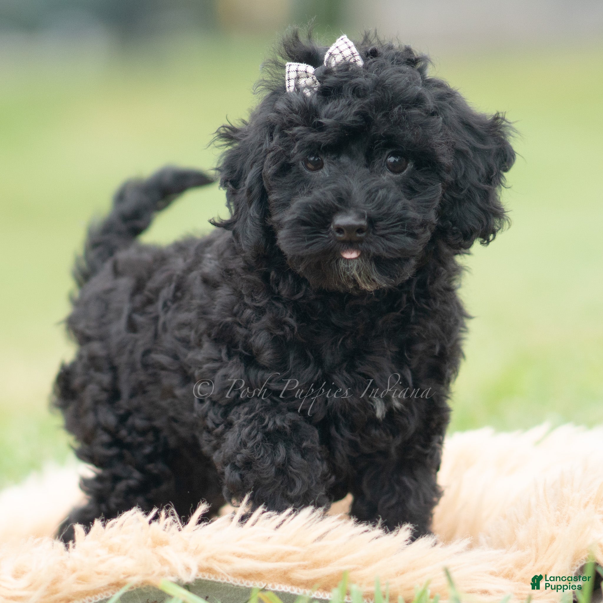 Mini Goldendoodle dogs Joey - Ad 13