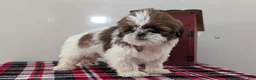 Shih Tzu dogs for sale: Cara - Ad 5