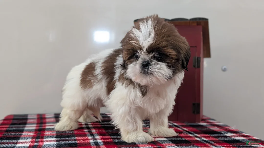 Shih Tzu dogs for sale: Cara - Ad 5
