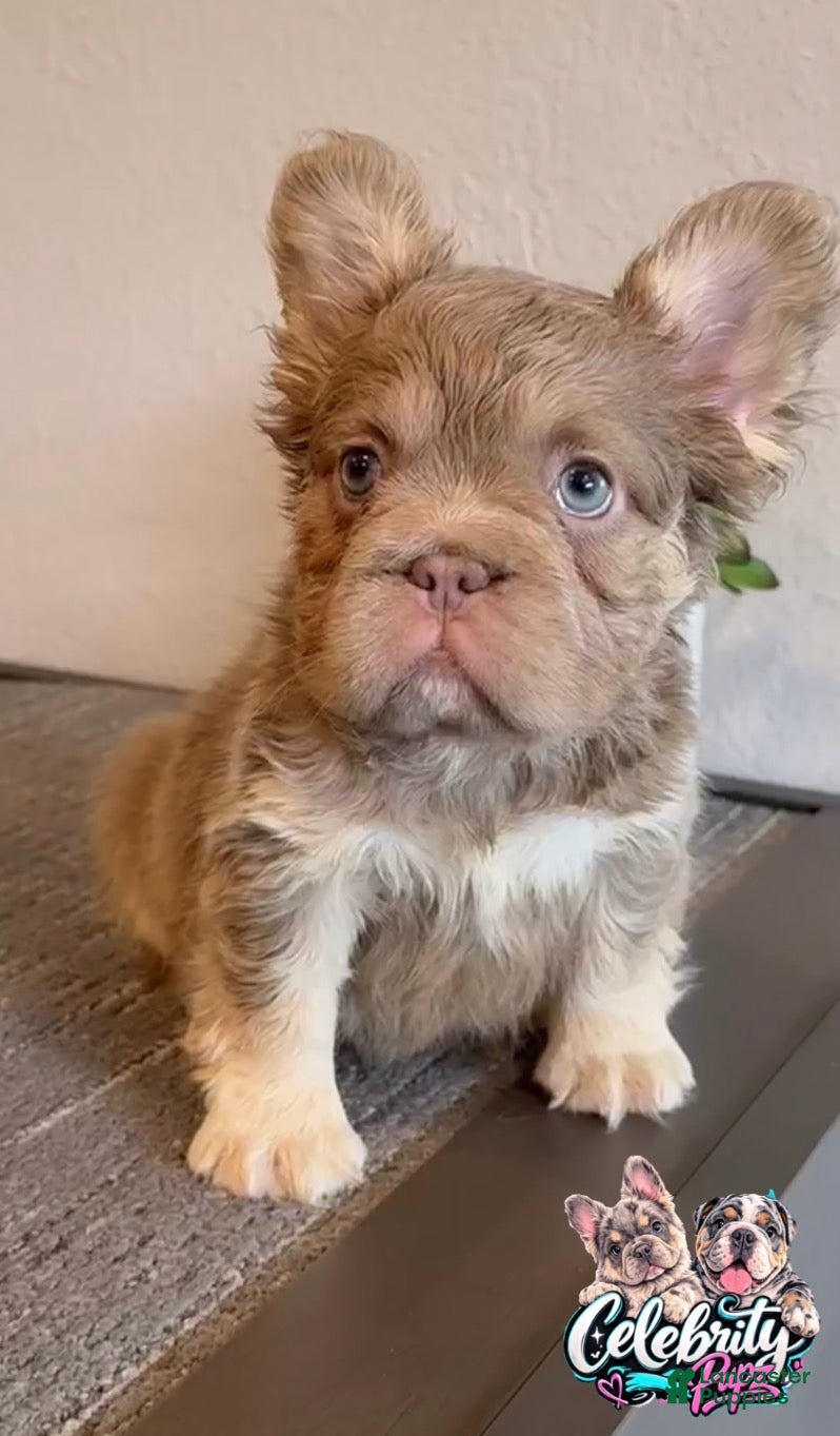 French Bulldog dogs FENDI - Isabella Tan Fluffy in Cali, USA Delivery & Financing Options! - Ad 2