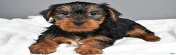 Yorkshire Terrier dogs for sale: Marcey - Ad 1