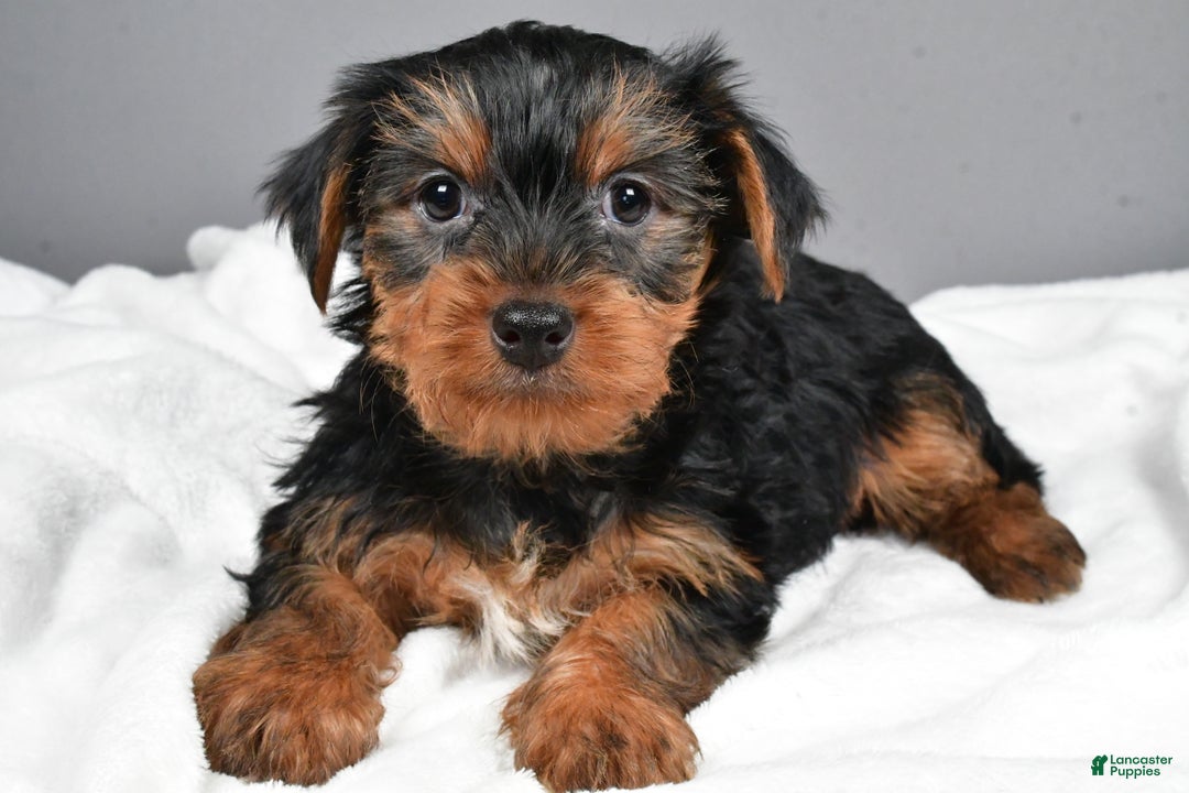 Yorkshire Terrier dogs for sale: Marcey - Ad 1