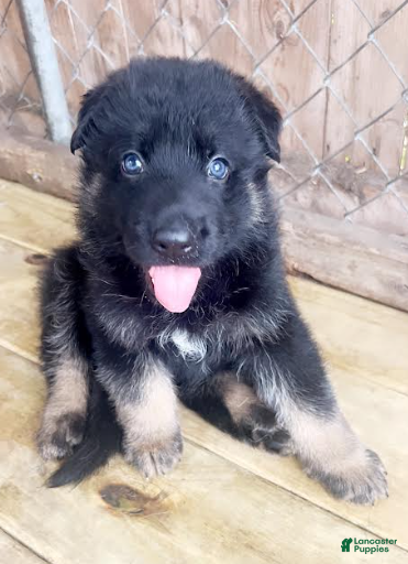 German Shepherd dogs Binx - Ad 3