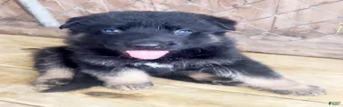 Binx