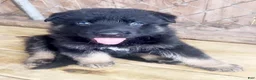 German Shepherd dogs for sale: Binx - Ad 1