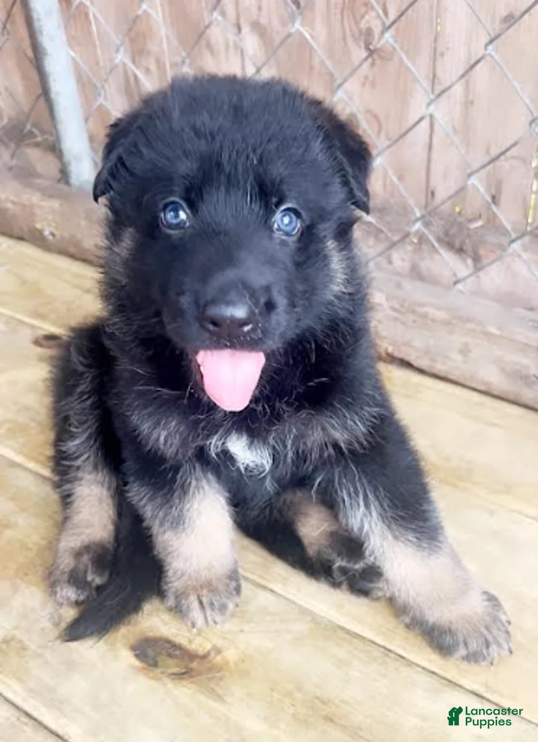 German Shepherd dogs for sale: Binx - Ad 1